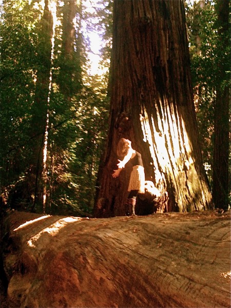 The nature of red and the redwoods. Anderson Valley, CA